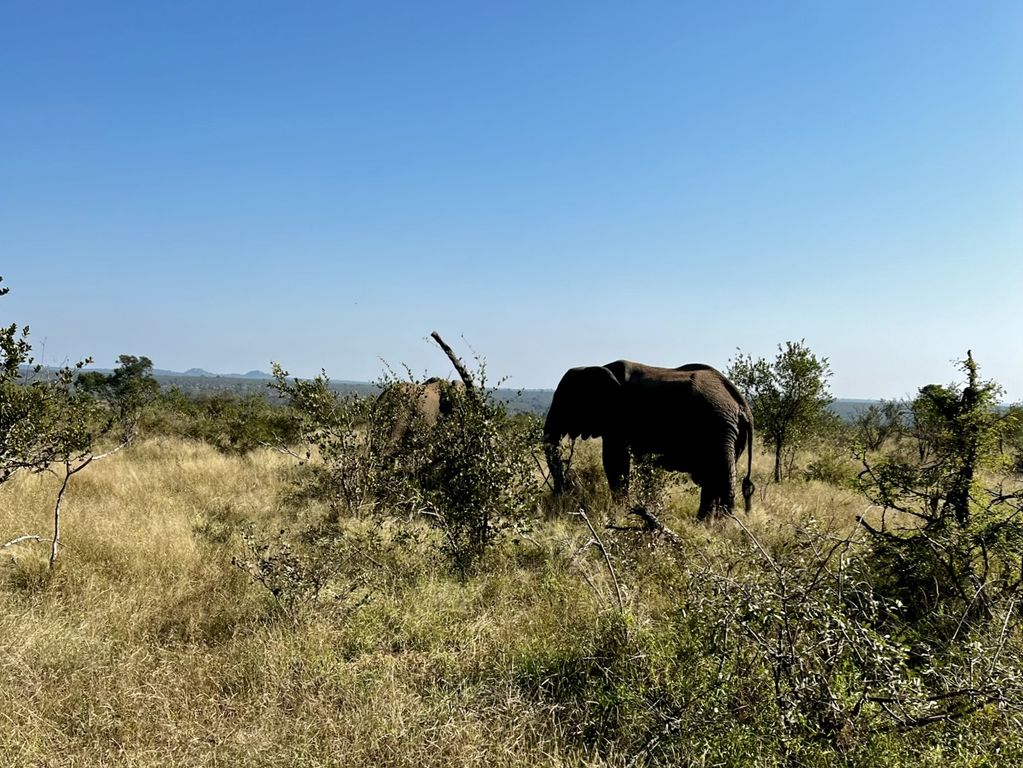 Kruger NP olifanten Zuid Afrika groepsrondreis 11